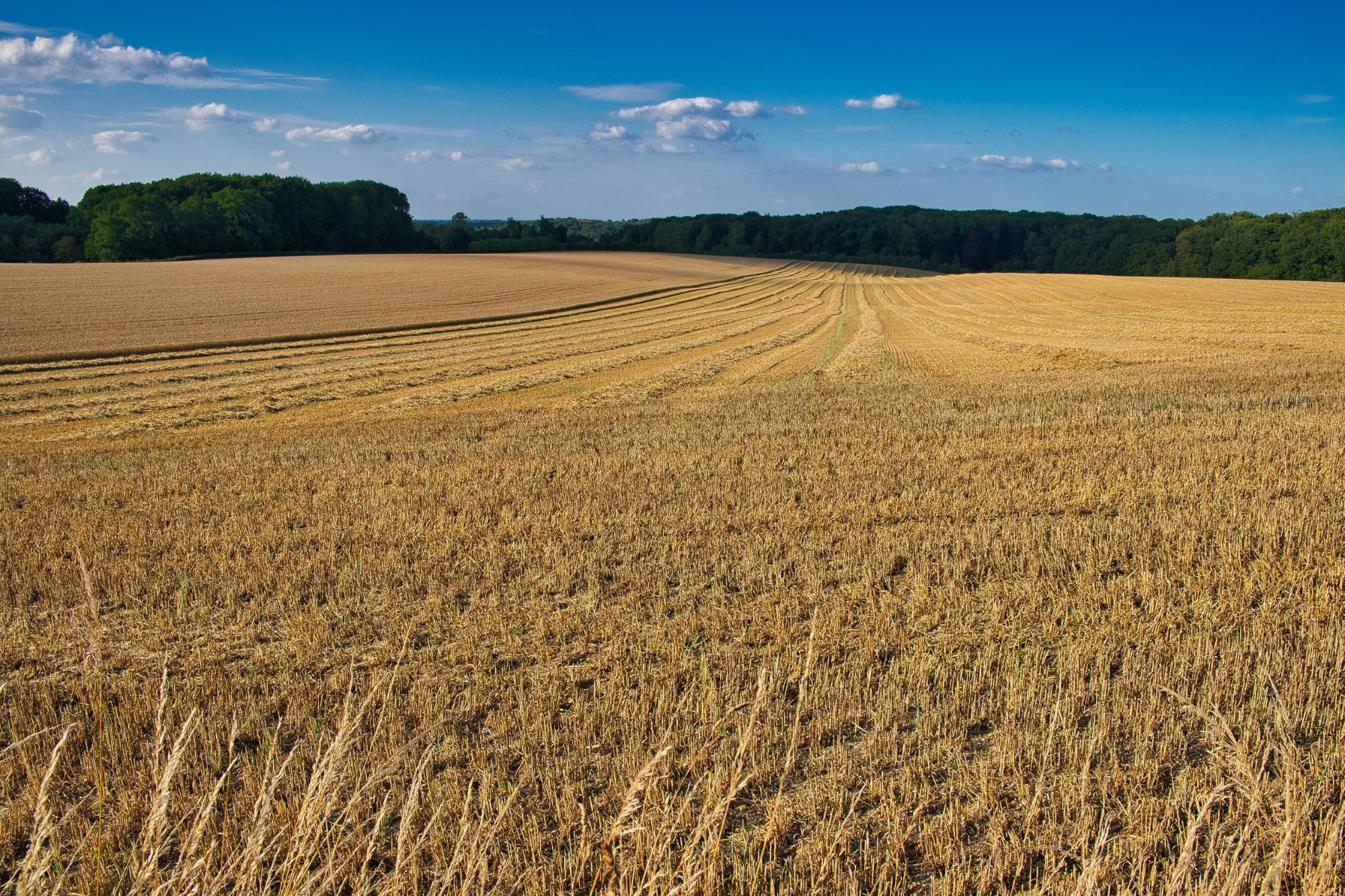 “Più Impresa”, il bando dell’ISMEA per le imprese agricole esteso all’imprenditoria femminile